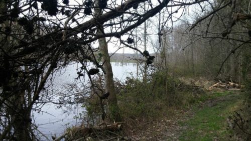 A serene lakeside view framed by trees and branches, with a grassy path leading to the water's edge.