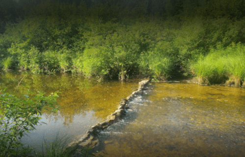 A serene river scene with a stone pathway crossing through shallow water, surrounded by lush greenery.