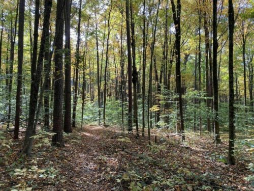 A serene forest scene with tall trees and colorful autumn leaves, featuring a winding path covered in fallen leaves.
