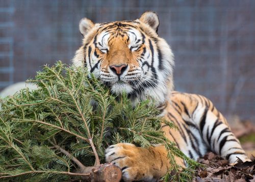 A relaxed tiger rests its head on a pine tree branch, eyes closed, in a natural habitat setting.