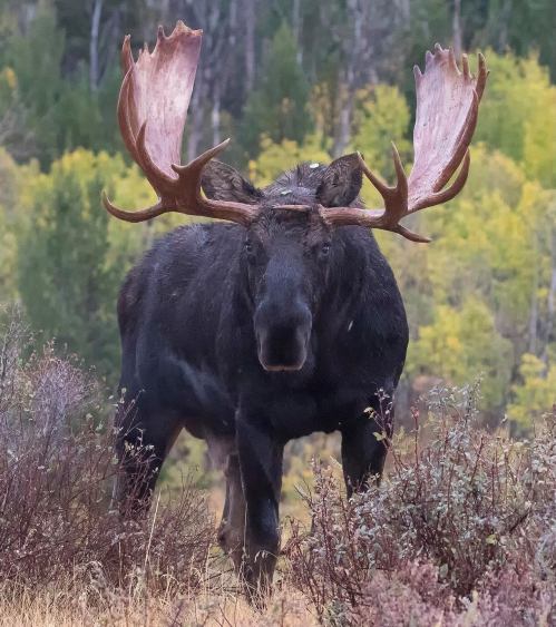 A large moose with impressive antlers stands in a natural setting, surrounded by greenery and shrubs.
