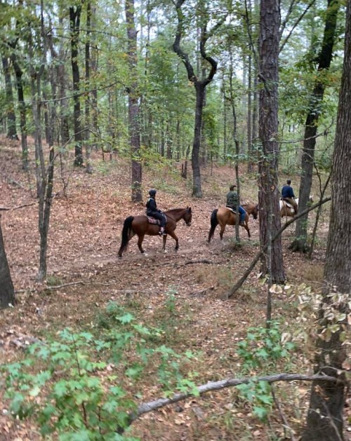 Two riders on horseback navigate a wooded trail, surrounded by trees and fallen leaves.