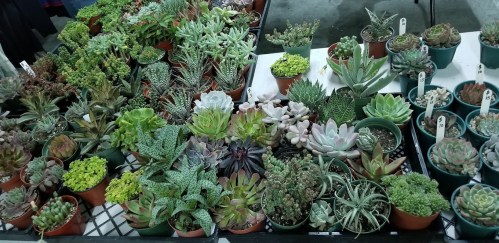 A variety of potted succulents displayed on a table, showcasing different shapes and colors of plants.