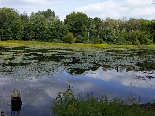 A serene pond surrounded by lush greenery and lily pads, reflecting the sky and trees in calm water.