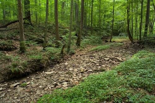 A serene forest scene with lush green trees and a dry, rocky creek bed surrounded by greenery.