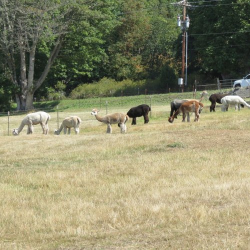 A group of alpacas grazing in a grassy field surrounded by trees and a fence.