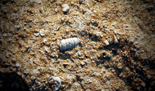 Close-up of a sandy surface scattered with small shells and marine debris, creating a textured, natural pattern.