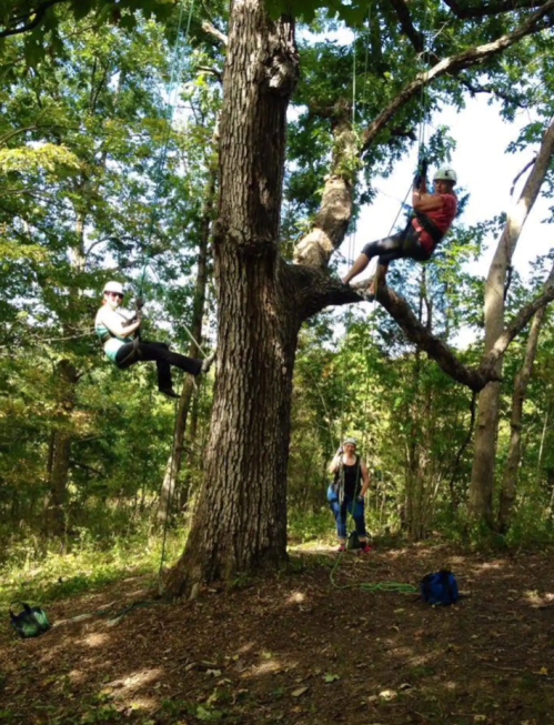 Three people are climbing a tree in a forest, using ropes and harnesses, surrounded by green foliage.