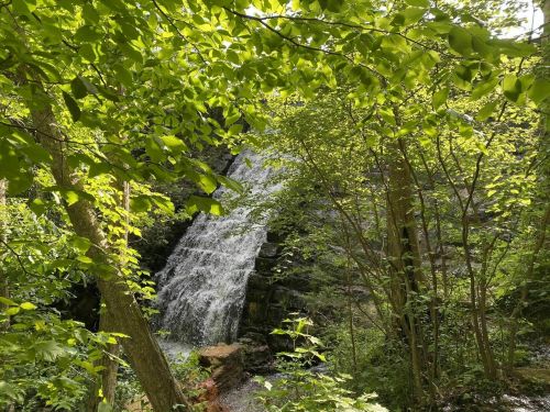 A serene waterfall cascades through lush green foliage in a tranquil forest setting.