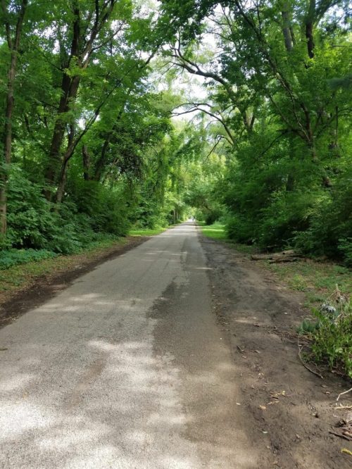 A serene, tree-lined road surrounded by lush greenery and dappled sunlight.