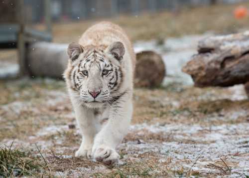 A young white tiger walks through a snowy landscape, with logs and grass in the background.