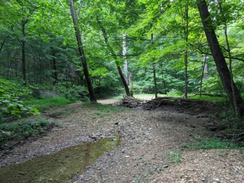 A serene forest scene with lush green trees and a dry creek bed, surrounded by natural foliage.