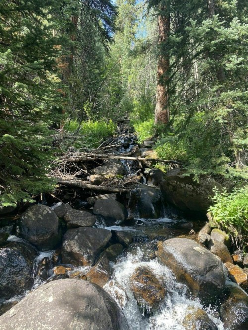 A serene forest scene featuring a small stream flowing over rocks, surrounded by lush greenery and tall trees.