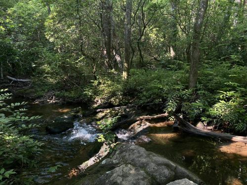 A serene forest scene featuring a small stream flowing over rocks, surrounded by lush green foliage and trees.