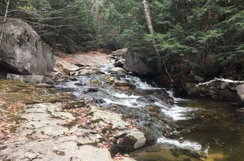 A serene stream flows over rocks in a forest, surrounded by trees and fallen leaves.