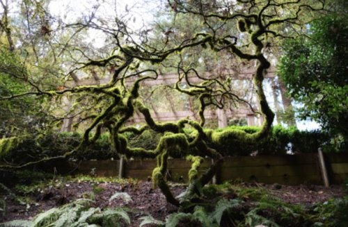 A twisted tree covered in moss, surrounded by lush greenery and ferns in a serene outdoor setting.