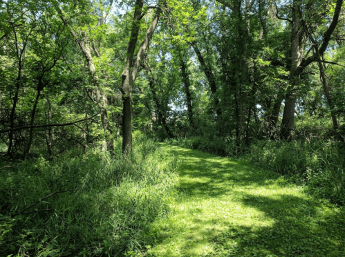 A lush, green forest path surrounded by tall trees and dense foliage under bright sunlight.