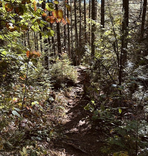 A narrow dirt path winds through a lush forest with tall trees and vibrant green foliage. Sunlight filters through the leaves.