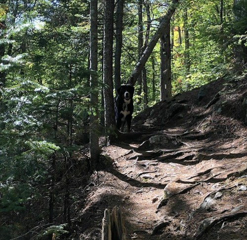 A black and white dog stands on a forest trail surrounded by trees and rocky terrain.