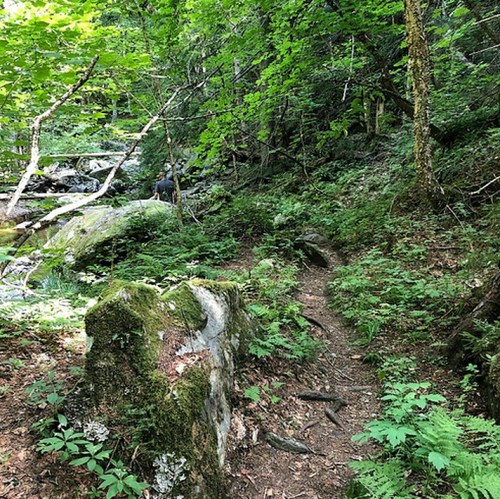 A narrow trail winds through a lush green forest, surrounded by rocks and ferns. A person is visible in the background.