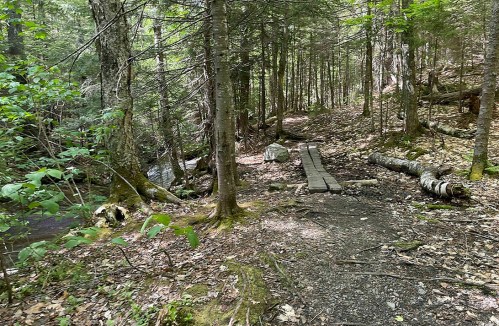 A serene forest path with wooden planks crossing a stream, surrounded by lush green trees and fallen logs.