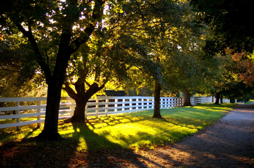 A sunlit path lined with trees and a white fence, casting long shadows on the ground.