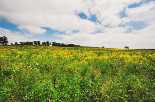 A vibrant field of yellow wildflowers under a partly cloudy sky, with green grass and trees in the background.