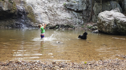 A child splashes in a shallow stream while a black dog stands nearby on the shore. Rocks surround the water.