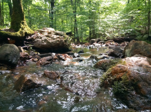 A serene forest stream flows over rocks, surrounded by lush green trees and dappled sunlight.