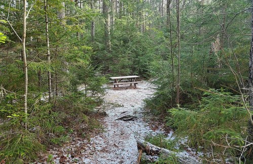 A wooden picnic table surrounded by dense green trees in a snowy forest clearing.