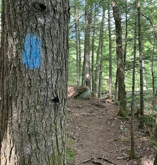 A blue trail marker on a tree beside a winding dirt path through a lush green forest.