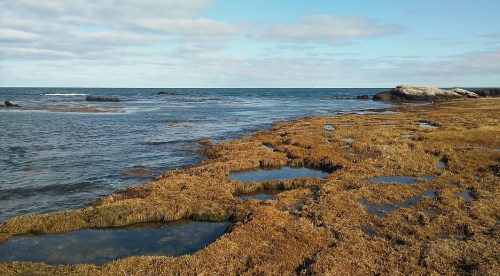 A rocky shoreline with patches of seaweed and shallow pools, under a blue sky with scattered clouds.