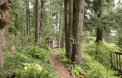 A winding path through lush greenery leads to a quaint wooden cabin nestled among tall trees.