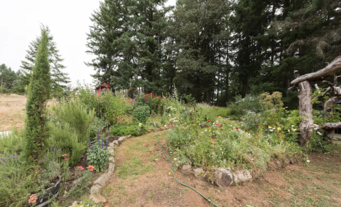 A lush garden path surrounded by vibrant flowers and tall trees, leading to a distant red shed.