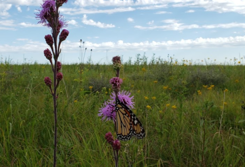 A butterfly rests on a purple flower in a grassy field under a blue sky with scattered clouds.