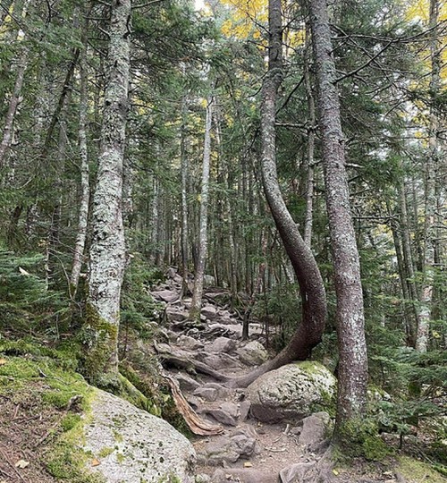 A winding trail through a dense forest, surrounded by tall trees and rocky terrain.