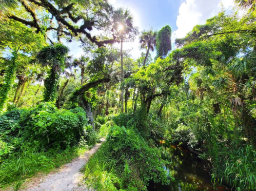 Lush green forest with tall trees, sunlight filtering through leaves, and a winding path beside a small stream.