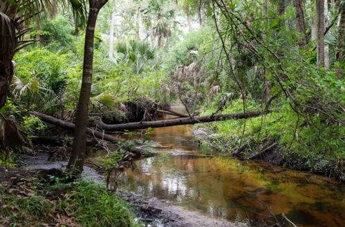 A serene forest scene featuring a winding creek surrounded by lush greenery and palm trees.