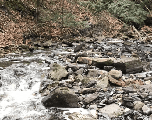 A serene stream flows over rocks in a wooded area, surrounded by trees and fallen leaves.