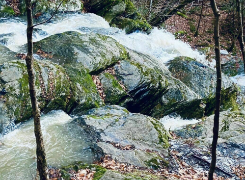 A flowing stream cascades over moss-covered rocks in a wooded area, surrounded by trees and fallen leaves.