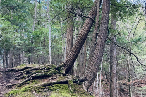 Two trees with twisted trunks and exposed roots, surrounded by lush green foliage in a forest setting.