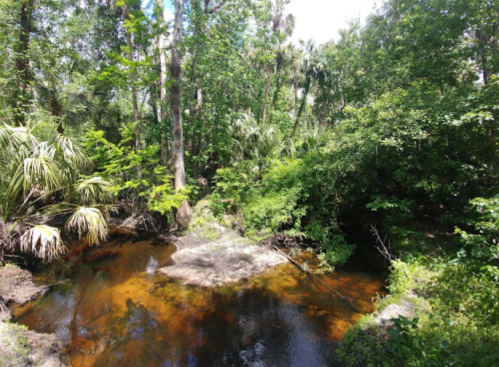 A serene forest scene with a winding creek surrounded by lush greenery and sunlight filtering through the trees.