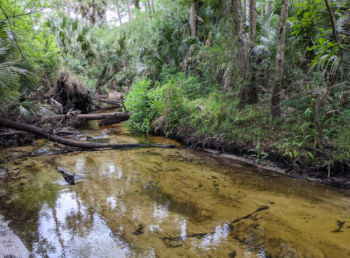 A serene forest scene featuring a shallow, winding creek surrounded by lush greenery and fallen logs.