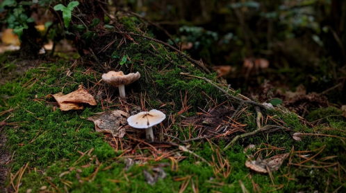 Two mushrooms growing on a mossy forest floor, surrounded by fallen leaves and pine needles.