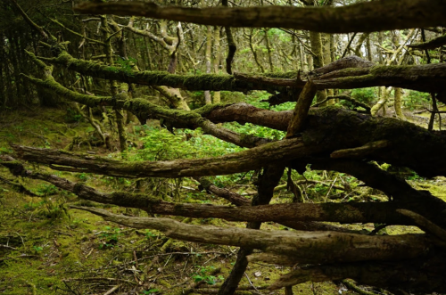 A close-up of twisted, moss-covered branches in a dense, green forest.