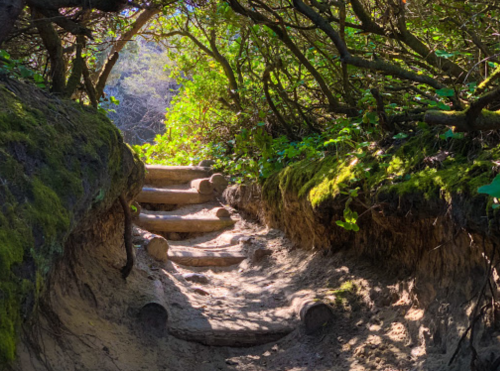 A narrow, sunlit path through lush greenery, featuring wooden steps leading up a sandy trail.