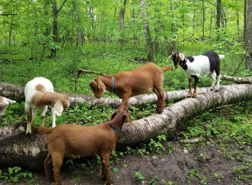 Four goats exploring a fallen log in a lush green forest.