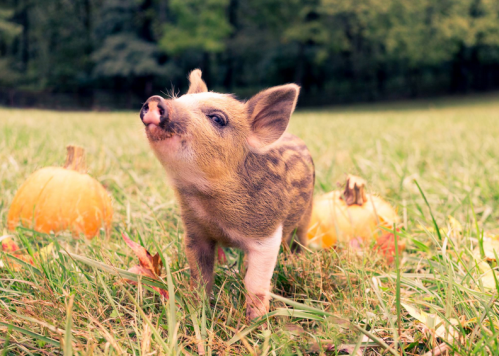A small piglet with brown and white stripes stands in a grassy field surrounded by pumpkins.