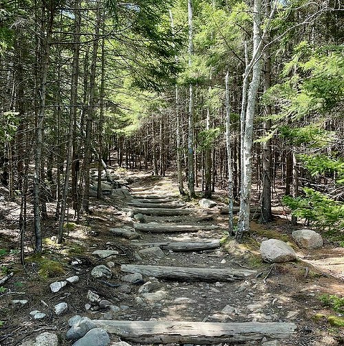 A winding forest trail lined with wooden logs and surrounded by tall trees and greenery.