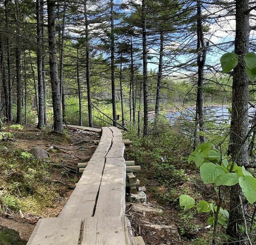 A wooden path winds through a forest of tall trees, leading towards a serene body of water in the distance.
